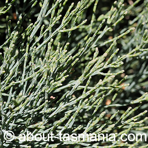 Callitris oblonga, South Esk Pine, Tasmania