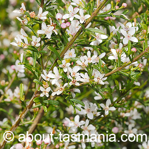 Cyanothamnus anemonifolius (Boronia anemonifolia), stinking boronia, Tasmania