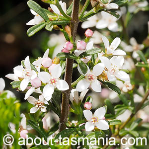 Cyanothamnus anemonifolius