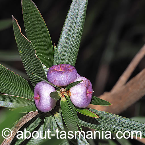Cyathodes platystoma, tall cheeseberry, Tasmania