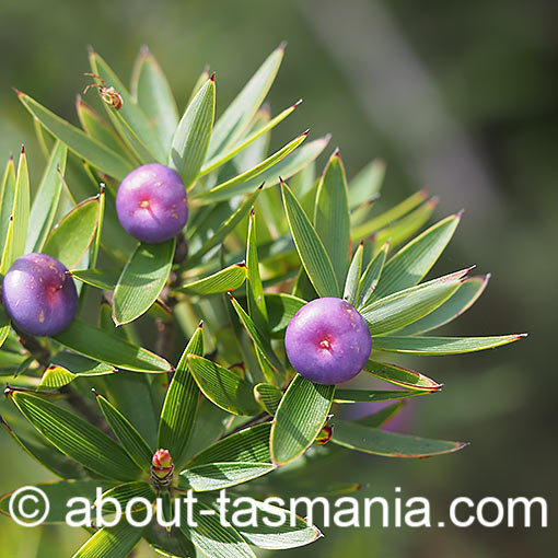 Cyathodes platystoma, tall cheeseberry, Tasmania