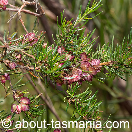 Dodonaea filiformis, fineleaf hopbush, Tasmania