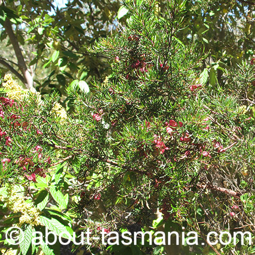 Dodonaea filiformis, fineleaf hopbush, Tasmania