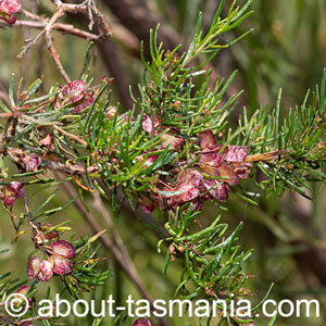 Dodonaea filiformis