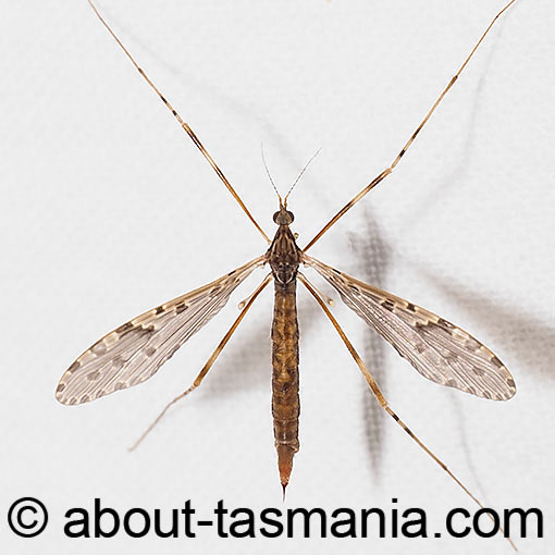 Epiphragma meridionalis, crane fly, Limoniidae, Tasmania