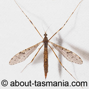 Epiphragma meridionalis