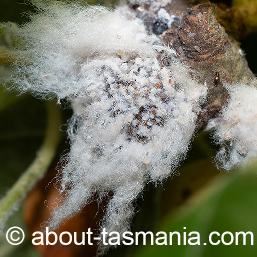 Eriosoma lanigerum, Woolly Apple Aphid, Tasmania