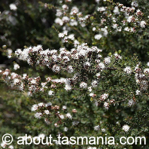 Kunzea ambigua, white kunzea, Tasmania