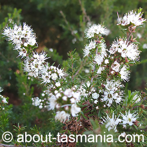 Kunzea ambigua, white kunzea, Tasmania