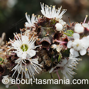 Kunzea ambigua
