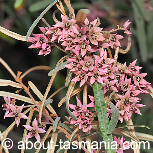 Lasiopetalum baueri, slender velvetbush, Tasmania