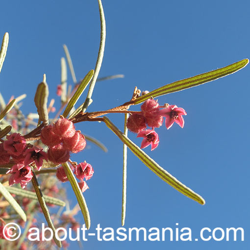 Lasiopetalum baueri, slender velvetbush, Tasmania