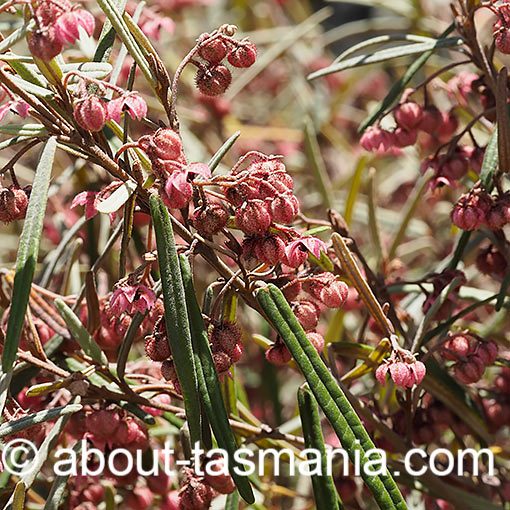Lasiopetalum baueri, slender velvetbush, Tasmania