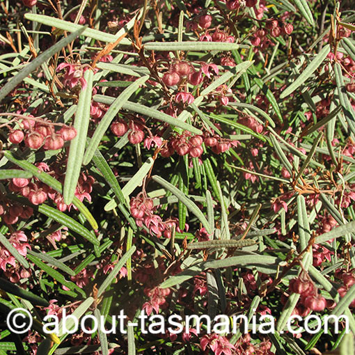 Lasiopetalum baueri, slender velvetbush, Tasmania