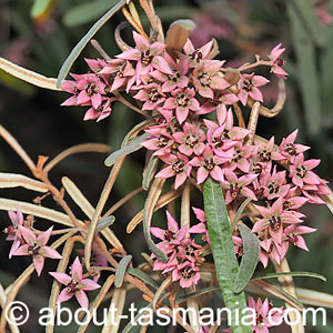 Lasiopetalum baueri