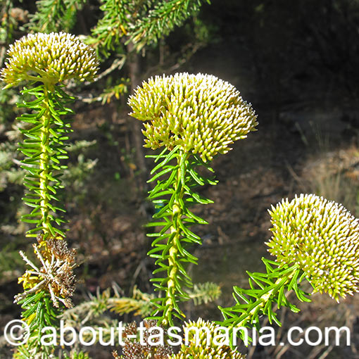 Odixia achlaena, golden everlastingbush, Tasmania