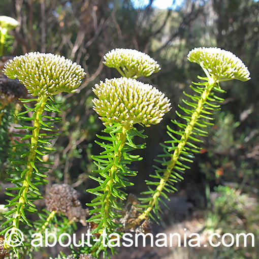 Odixia achlaena, golden everlastingbush, Tasmania