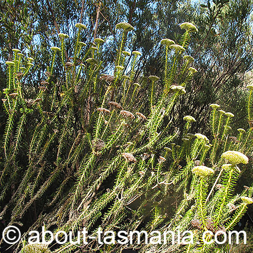 Odixia achlaena, golden everlastingbush, Tasmania