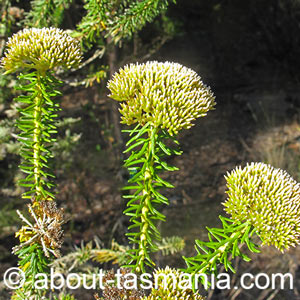 Odixia achlaena