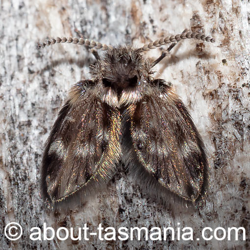 Pericoma illustrata, moth fly, Psychodidae, Tasmania