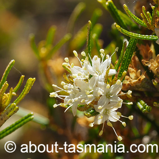 Phebalium daviesii