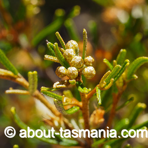 Phebalium daviesii, Davies waxflower, Tasmania