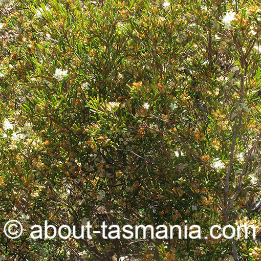 Phebalium daviesii, Davies waxflower, Tasmania