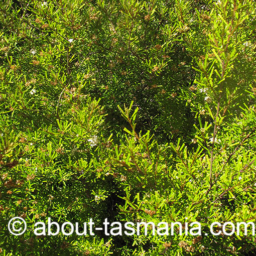 Phebalium daviesii, Davies waxflower, Tasmania