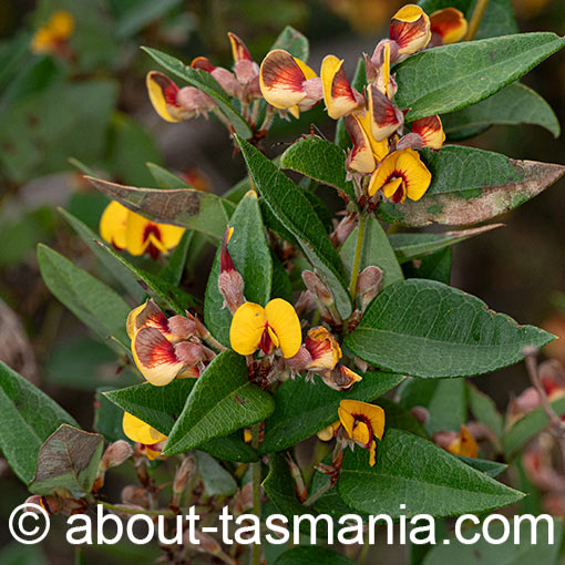 Platylobium parviflorum, Tasmania