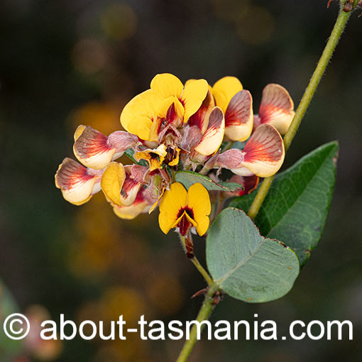 Platylobium parviflorum, Tasmania