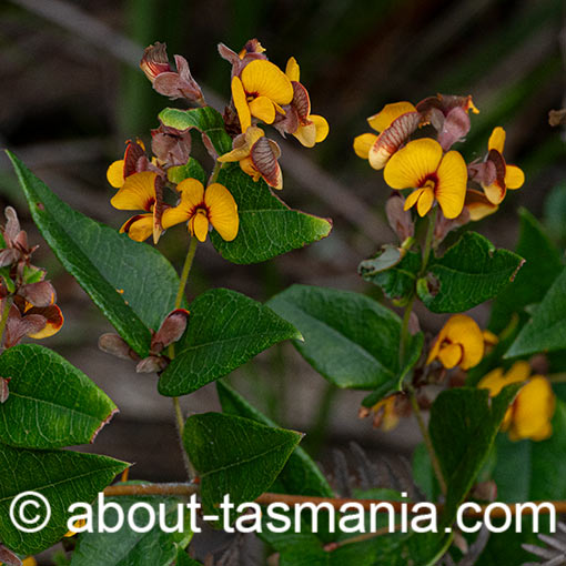 Platylobium parviflorum, Tasmania