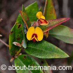 Platylobium parviflorum