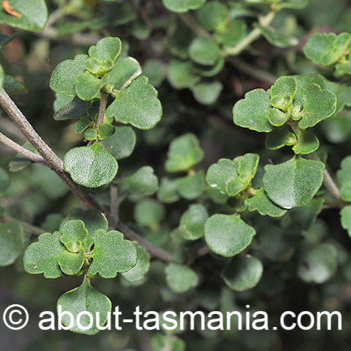Prostanthera rotundifolia, roundleaf mint bush, Tasmania