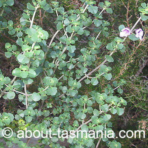 Prostanthera rotundifolia, roundleaf mint bush, Tasmania