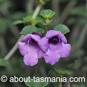 Prostanthera rotundifolia