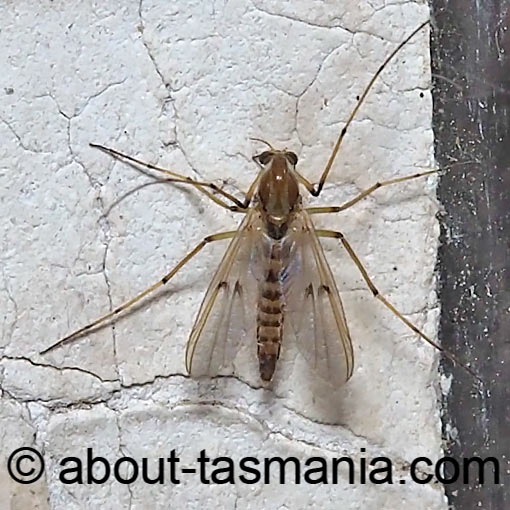 Riethia sp., non-biting midge, Chironomidae, Tasmania