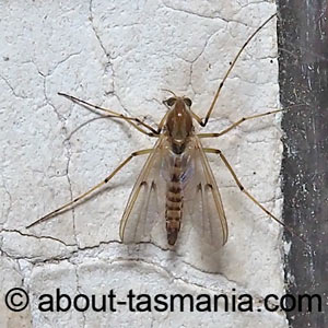 Riethia sp.