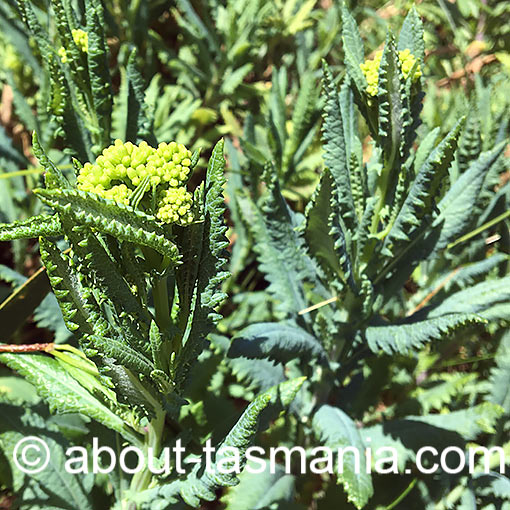 Senecio odoratus, Scented Groundsel, Tasmania