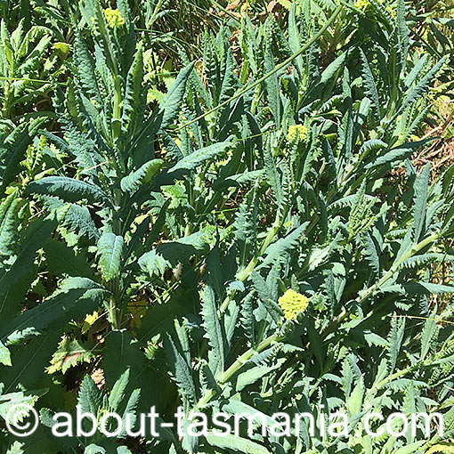 Senecio odoratus, Scented Groundsel, Tasmania