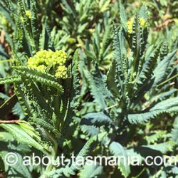 Senecio odoratus