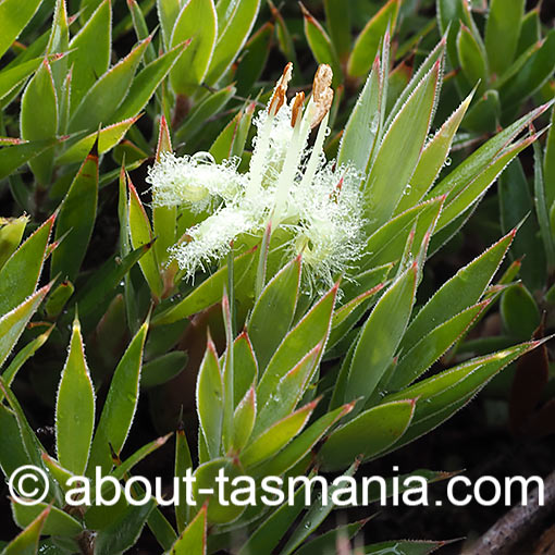 Styphelia adscendens, Tasmania