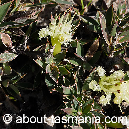 Styphelia adscendens, Tasmania
