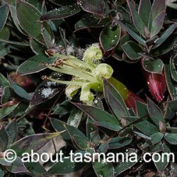 Styphelia adscendens