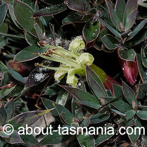 Styphelia adscendens