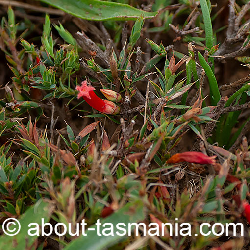 Styphelia humifusa, Astroloma humifusum, Tasmania