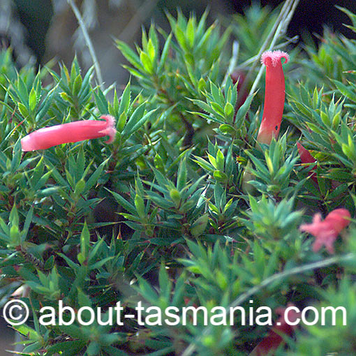 Styphelia humifusa, Astroloma humifusum, Tasmania