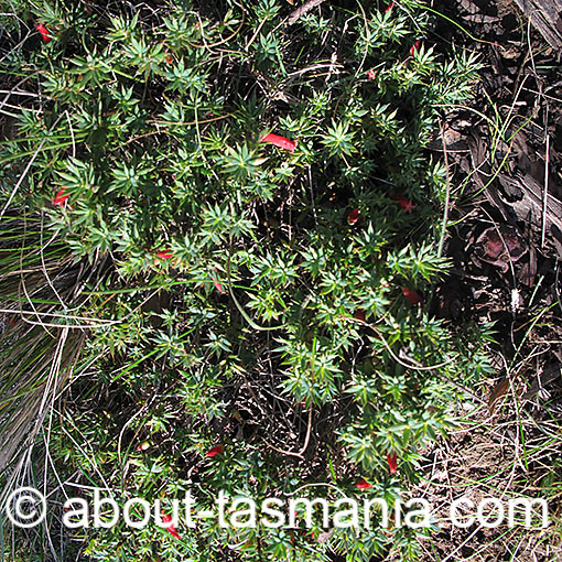 Styphelia humifusa, Astroloma humifusum, Tasmania