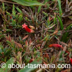 Styphelia humifusa