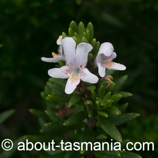 Westringia brevifolia, Short-leaved Westringia, Tasmania