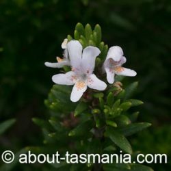 Westringia brevifolia